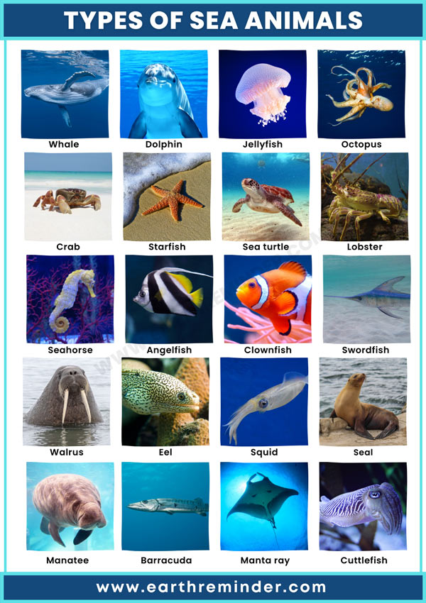 Marine Species Classifier